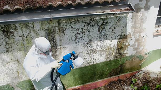 Top rated local Mold Remediation specialists in Mohrsville, PA